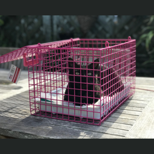 Cage de transport chat