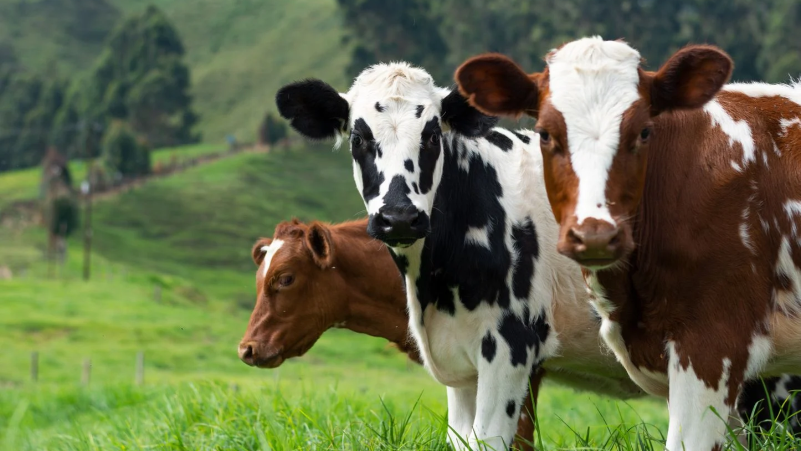 Prolapsus utérin et vaginal chez la vache