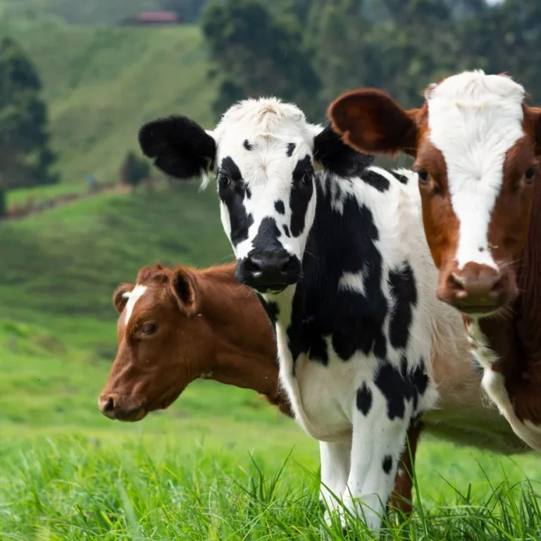 Prolapsus utérin et vaginal chez la vache