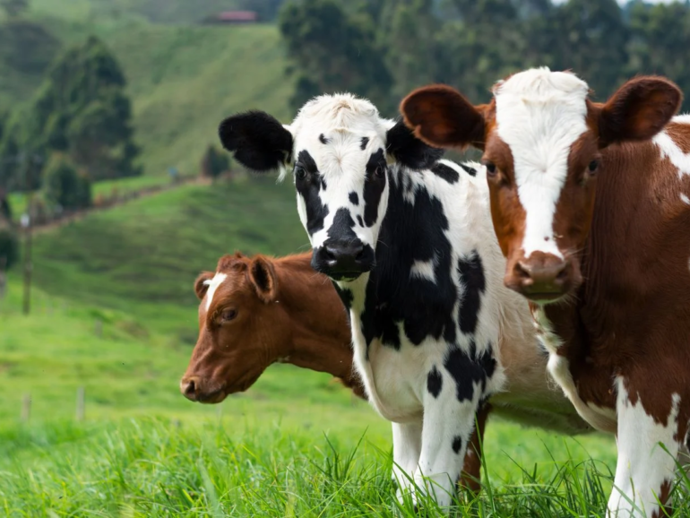 Prolapsus utérin et vaginal chez la vache