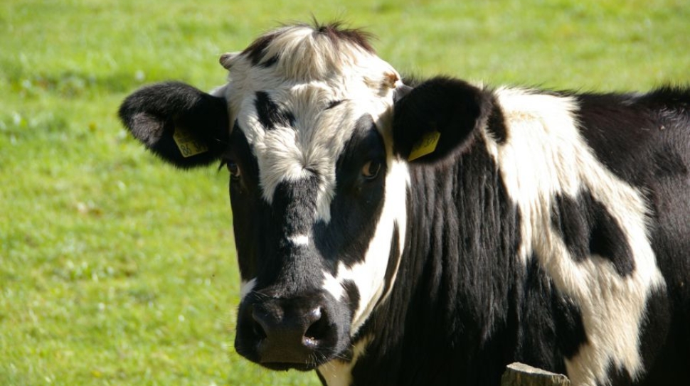 Fixation trans-abdominale de la caillette (LDA)